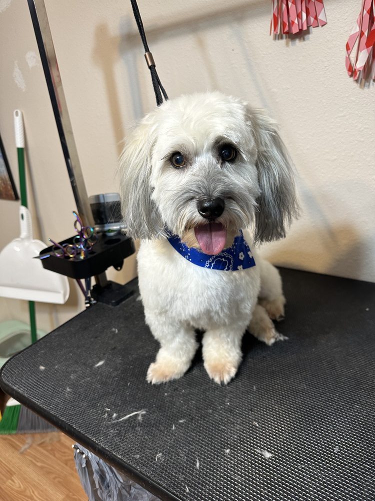 Pepper’s Pampered Pets Grooming Salon