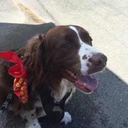Pooch-A-Palooza - Coffee is have a great time at a Faire for dogs! #DogsOfYelp