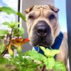 The Filling Station Pet Supplies gift card