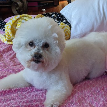 Stars Mobile Grooming - Pet Groomers Near Me Stars Mobile Grooming - Pet Groomers Near Me