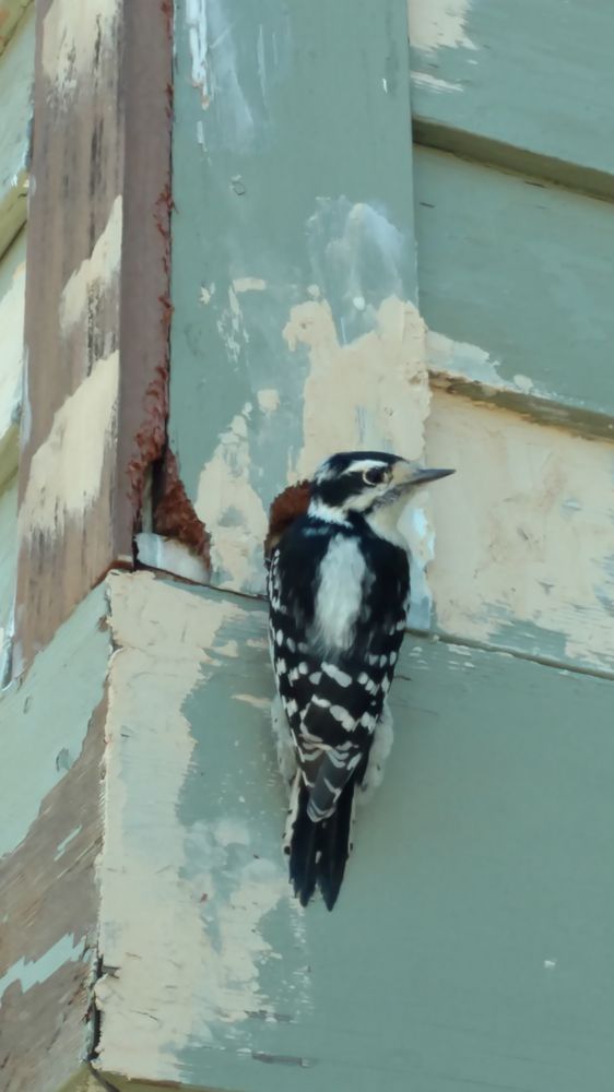 Slide of A Home and Garden Handyman