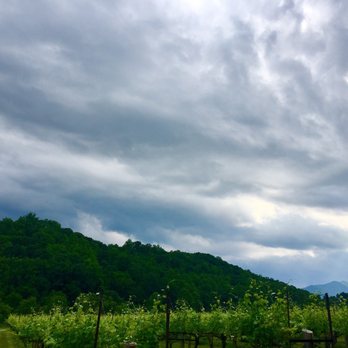DuCard Vineyards - Vines and sky - Wineries Near Me - Etlan, Virginia