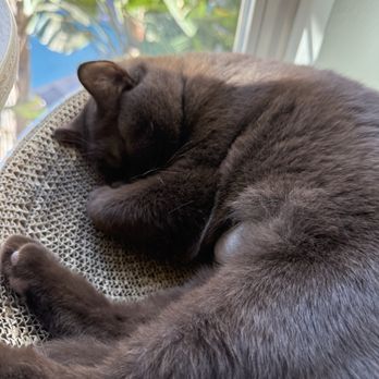 Amazing Small Animal Practice - Post op nap - Veterinarians Near Me - Gardena, California Amazing Small Animal Practice - Post op nap - Veterinarians Near Me - Gardena, California