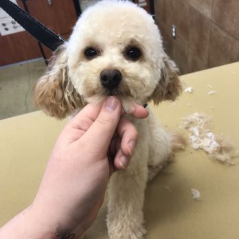 PetSmart Dog Training - Pet Stores Near Me - Burnaby, British Columbia PetSmart Dog Training - Pet Stores Near Me - Burnaby, British Columbia