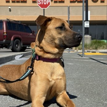 RFRD Academy - Canelita Madelina holding place at Home Depot - Pet Training Near Me - San Jose, California