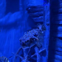 North Carolina Aquarium on Roanoke Island - Pufferfish