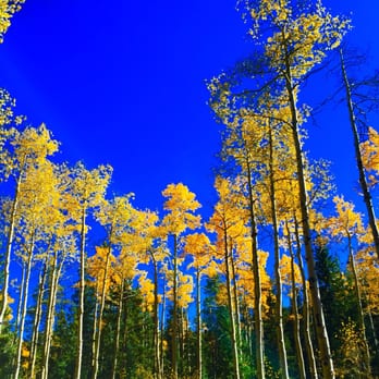 Kenosha Pass - Gorgeous Aspen trees! - Parks Near Me - Park, Colorado Kenosha Pass - Gorgeous Aspen trees! - Parks Near Me - Park, Colorado