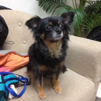 Shaggy Wags Grooming - Pet Groomers Near Me - Cranbrook, British Columbia