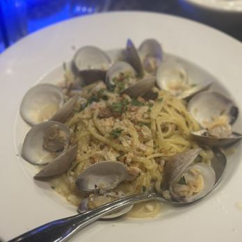 Noodles Panini - Linguini and clams - Italian Near Me - Fort Lauderdale, Florida Noodles Panini - Linguini and clams - Italian Near Me - Fort Lauderdale, Florida