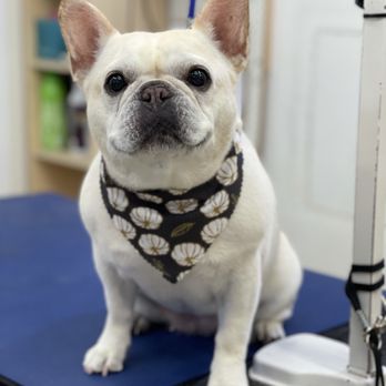 Wag’n Wiggles Mobile Grooming - French bulldog - Pet Groomers Near Me Wag’n Wiggles Mobile Grooming - French bulldog - Pet Groomers Near Me