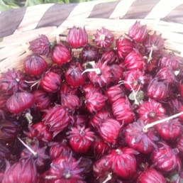 Hibiscus flowers. Ive never seen them this fresh!