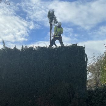 Alpine Landscapes - They did it! - Landscaping Near Me - Gilroy, California