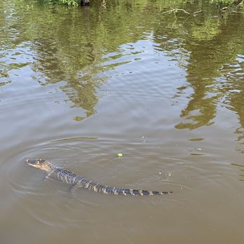 Ultimate Swamp Adventures - Tours Near Me - Westwego, Louisiana Ultimate Swamp Adventures - Tours Near Me - Westwego, Louisiana