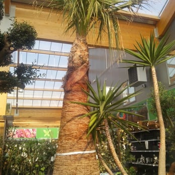 Famiflora - Palmier - Nurseries & Gardening Near Me - Mouscron, WHT