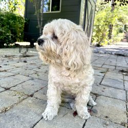 Integrative Veterinary Care - Sammy at 12 years old !