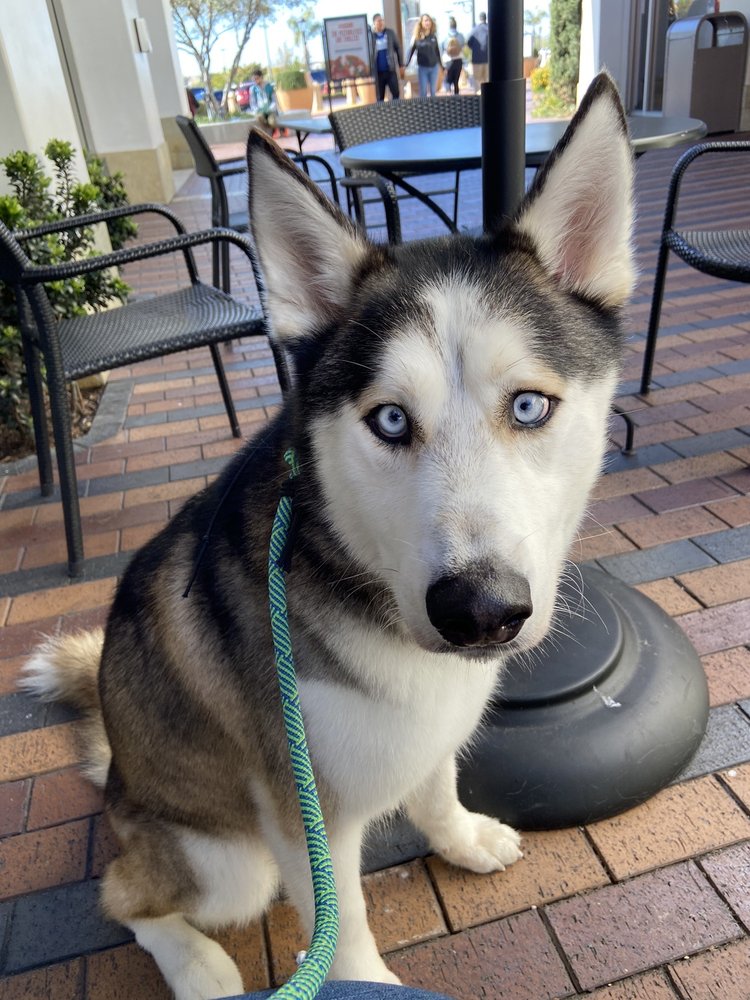 PETCLEMENTE Updated August 2024 101 W Avenida Vista Hermosa, San