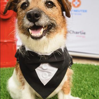 The Educated Dog - Pet Training Near Me