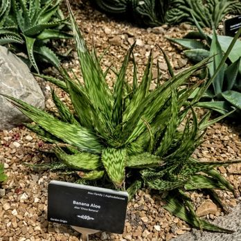 Foellinger-Freimann Botanical Conservatory - Banana Aloe Cactus at Foellinger-Freimann Botanical Conservatory - Botanical Gardens Near Me - Fort Wayne, Indiana Foellinger-Freimann Botanical Conservatory - Banana Aloe Cactus at Foellinger-Freimann Botanical Conservatory - Botanical Gardens Near Me - Fort Wayne, Indiana