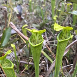 Big Thicket National Preserve