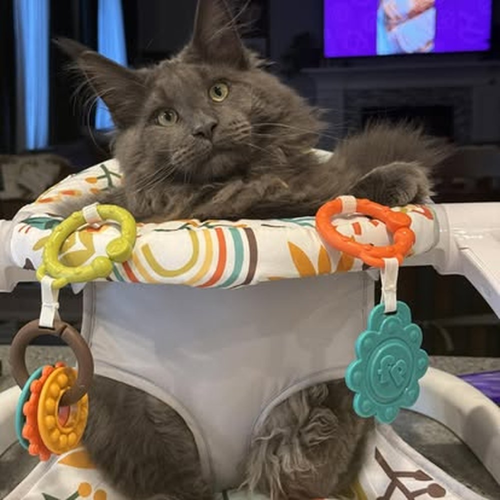 Oregon Maine Coon Cattery - Pet Breeders Near Me - Estacada, Oregon Oregon Maine Coon Cattery - Pet Breeders Near Me - Estacada, Oregon