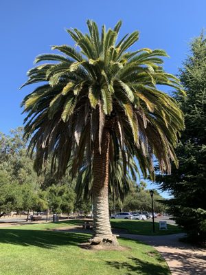 Stanford University by null