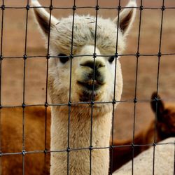 Plum Creek Alpacas