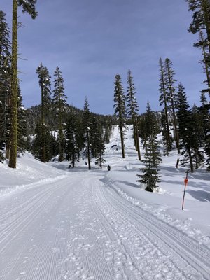 Mt. Shasta Ski Park by null