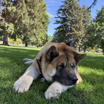 Porter Park - Zelda Marie touching grass. - Parks Near Me - Rexburg, Idaho