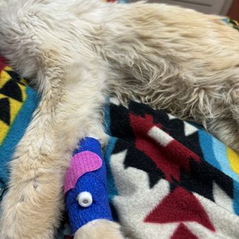 Animal Emergency Center - Veterinarians Near Me - Las Vegas, Nevada Animal Emergency Center - Veterinarians Near Me - Las Vegas, Nevada