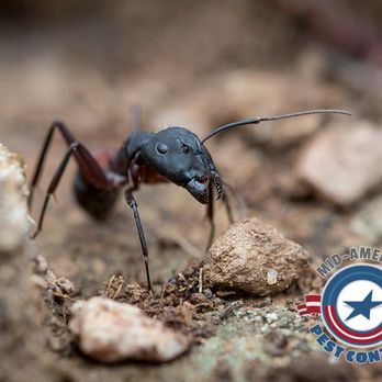Mid America Pest Control - Pest Control Near Me - Pryor, Oklahoma Mid America Pest Control - Pest Control Near Me - Pryor, Oklahoma