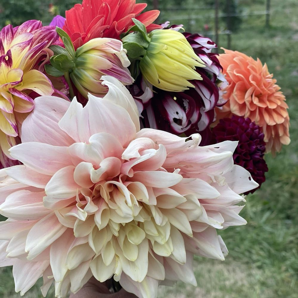 Mama’s Dahlia Farm - Here is another side of the flowers I picked - Pick Your Own Farms Near Me - Eagle Creek, Oregon Mama’s Dahlia Farm - Here is another side of the flowers I picked - Pick Your Own Farms Near Me - Eagle Creek, Oregon