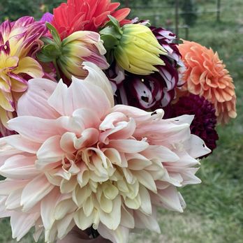 Mama’s Dahlia Farm - Here is another side of the flowers I picked - Pick Your Own Farms Near Me - Eagle Creek, Oregon