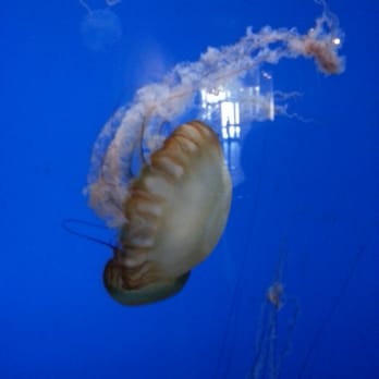 Shedd Aquarium - Aquariums Near Me - Chicago, Illinois Shedd Aquarium - Aquariums Near Me - Chicago, Illinois