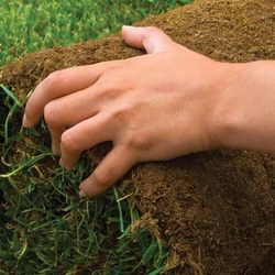 W Hoffman Sod