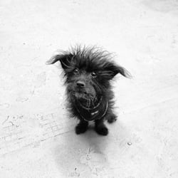 Walka Walka Dog Walkers - Stella!