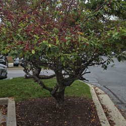 Advanced Radiology - So pretty... In the parking lot of Advanced Radiology. 3