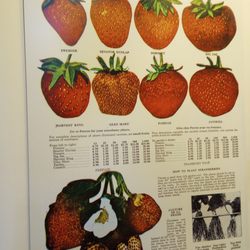 Canada Agriculture and Food Museum - Learn about different types of strawberries