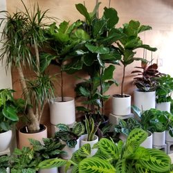 Anneise - Inside where all the plants are