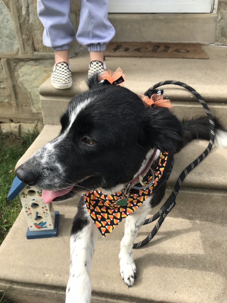 HAPPY TAILS GROOMING Updated September 2024 10 Reviews 1901 Grant