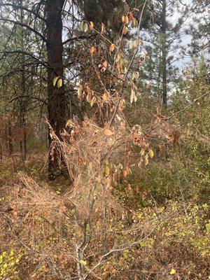 Kalamalka Lake Provincial Park by null