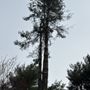 Photo of Carlson Tree Service