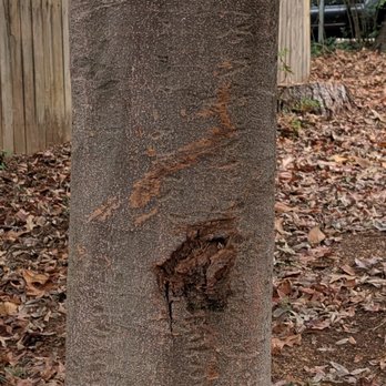 Deuces Tree Service and Removal - Tree Services Near Me - Stone Mountain, Georgia Deuces Tree Service and Removal - Tree Services Near Me - Stone Mountain, Georgia