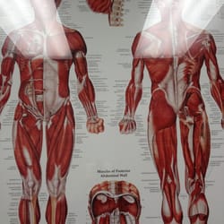Michael Young, MD - Muscular System