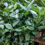 Photo of Jade Garden