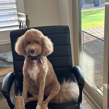 K-9 Klippers - Brandi Girl princess!! - Pet Groomers Near Me - Green Valley, Arizona K-9 Klippers - Brandi Girl princess!! - Pet Groomers Near Me - Green Valley, Arizona