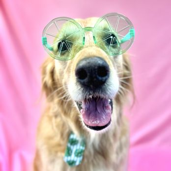 A Pet Spa - Pet Groomers Near Me - Everett, Washington A Pet Spa - Pet Groomers Near Me - Everett, Washington