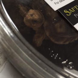 Sulcata Tortoise baby I got 4/11/16 Sulcata Tortoise baby I got 4/11/16