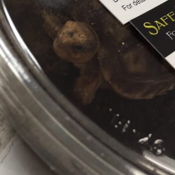 The Serpentarium - Sulcata Tortoise baby I got 4/11/16 - Pet Stores Near Me - Stockton, California The Serpentarium - Sulcata Tortoise baby I got 4/11/16 - Pet Stores Near Me - Stockton, California