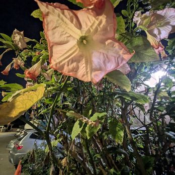 The Vulcan Cafe - So much beautiful scent! - Thai Near Me - Oakland, California The Vulcan Cafe - So much beautiful scent! - Thai Near Me - Oakland, California