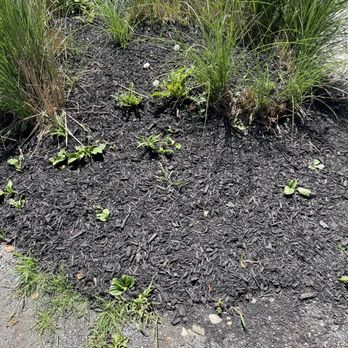 Triple J Property Maintenance - This is a week after planting and installing mulch - Plumbing Near Me Triple J Property Maintenance - This is a week after planting and installing mulch - Plumbing Near Me